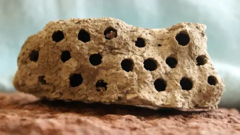 Getty Images Wasp nests