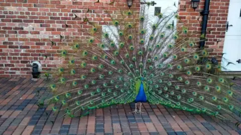 BBC/Simon Thake The birds have been living in the village for more than five decades