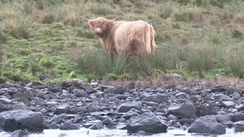 Cattle grazing on Lough Erne island