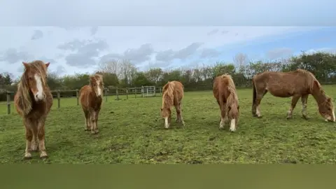 HorseWorld Five horses