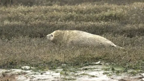 Buckler's Hard Yacht Harbour Seal pup