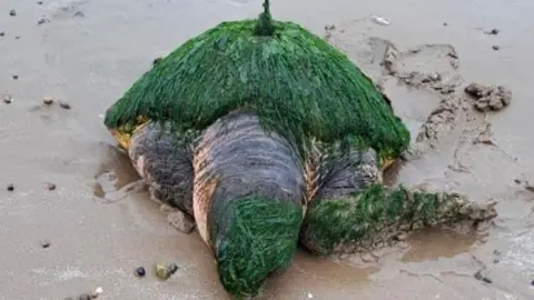 Sarah Neill  loggerhead turtle washed up on Walney Island