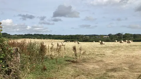 Tyn Mynydd land for tree planting