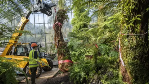 Tree fern in Edinburgh