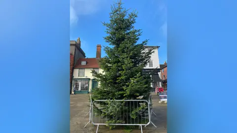 Mark Cordell The tree before it got knocked down