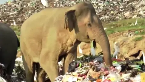 Reuters An elephant rummaging around for food at a landfill site