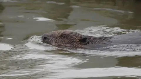 James Broughton Beaver on Fal