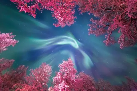 Yulia Zhulikova The turquoise of the Aurora Borealis swirls above the snow covered trees