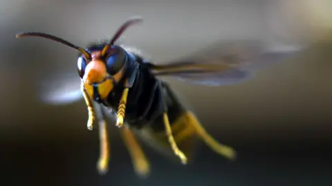 Getty Images The invasive Asian hornet