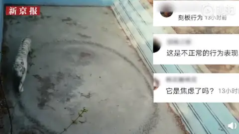 Beijing News A 'depressed' tiger caused concern last year