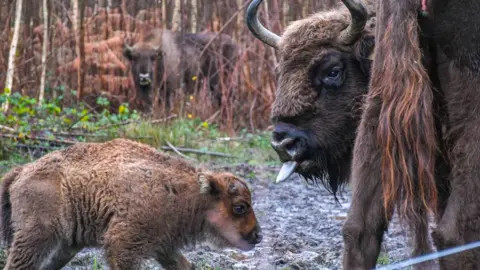 Tim Horton Calf born in Blean Woods conservation project with mother