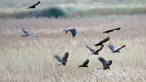 Steve Everett RSPB Minsmere