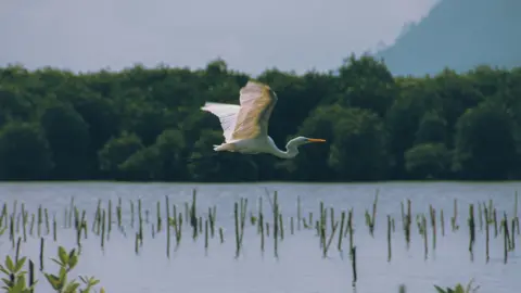 Getty Images White stork