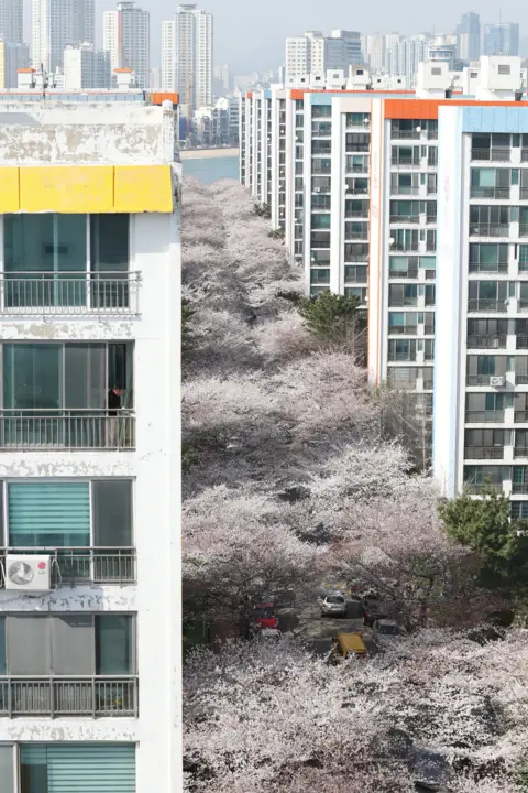 EPA Cherry blossom trees in Busan, South Korea, 28 March 2018