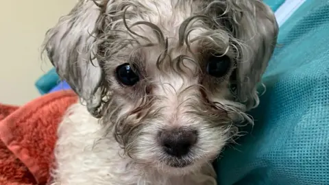 PA Media The Dogs Trust is urging people to buy puppies responsibly