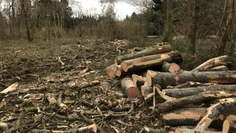 Westonbirt Arboretum  Ash dieback trees cleared at Westonbirt Arboretum