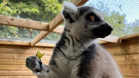 Exotic Zoo Julian the lemur