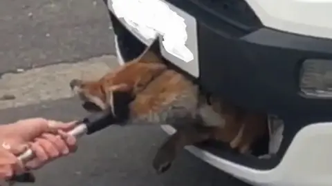 RSPCA Fox stuck in grille