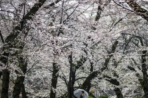 AFP A man talks on his mobile phone under cherry blossoms during a rainy day at Inokashira Park in Tokyo on April 3, 2024.