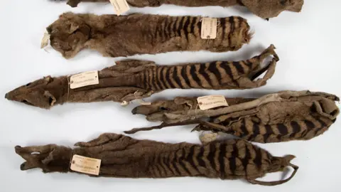 University of Cambridge The five thylacine skins Morton Allport sent to the University Museum of Zoology, Cambridge