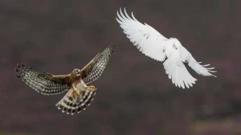PETER CHRISTIAN Hen harrier and leucistic hen harrier