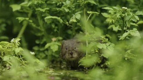 Terry Whittaker/2020VISION Water Vole