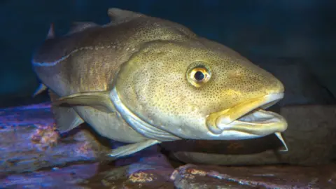 Getty Images Atlantic cod