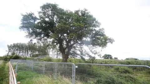 sbna Oak tree in path of HS2 rail