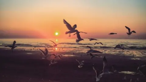 Rachel Platt Rachel Platt captured the seagulls at sunset at a beach in Prestatyns in Denbighshire