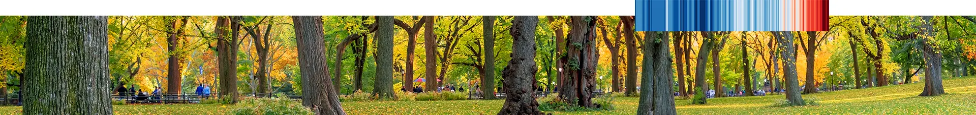 Trees banner