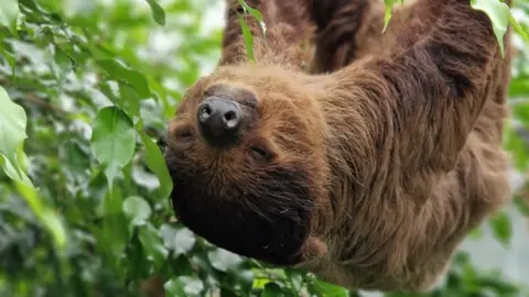 A sloth