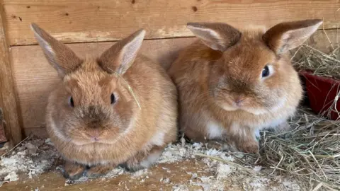 Brinsley Animal Rescue Rabbits