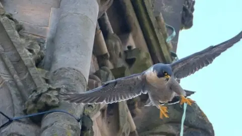 Chris Dobbs Peregrine flying near the cathedral