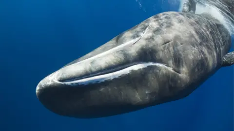 Science Photo Library Sperm whale