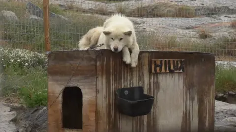 BBC A sled dog lying on its kennel and looking sad in Greenland