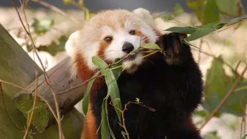 Virginia Zoo Sunny, a 19-month-old red panda, munches on a leaf