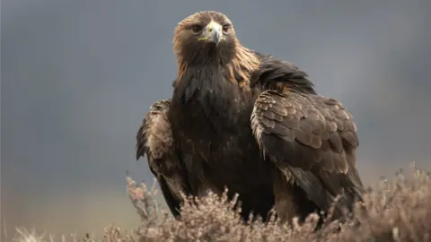 Peter Cairns/RSPB Golden eagle