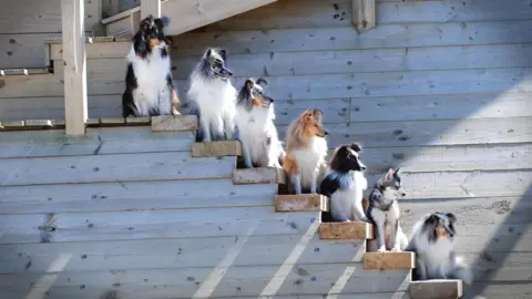 Kaylee Garrick Dogs on steps