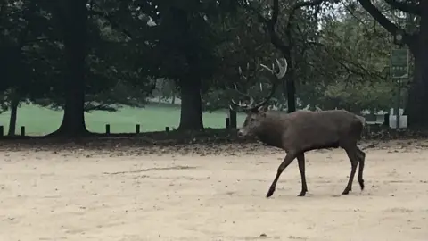 Stag at Wollaton Park