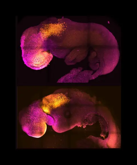 Amadei and Handford Natural and synthetic embryos side by side show comparable brain and heart formation.