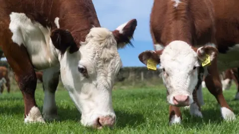 Herd of Hereford beef cattle in the English landscape, Cumbria, UK.