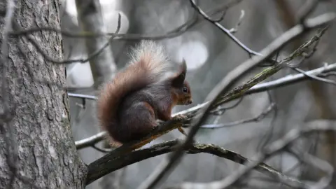 Queens Univeristy Belfast Red Squirrel