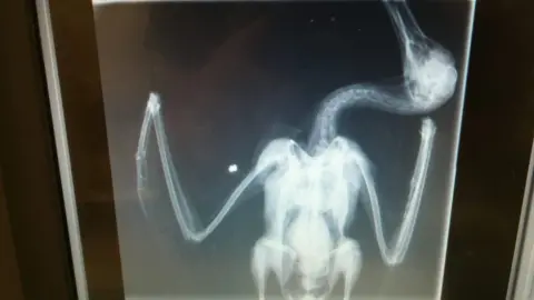 RSPCA Cymru X-ray of a seagull with an air gun pellet inside it