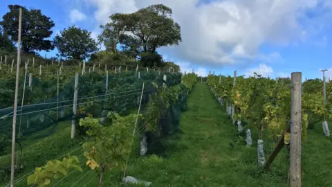 BBC Vines at Gwinllan Conwy vineyard