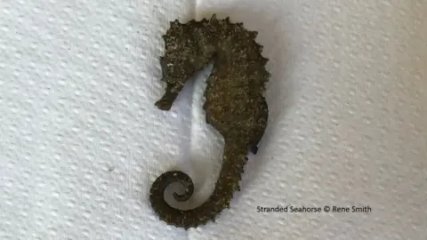 Rene Smith Spiny seahorse found at Studland