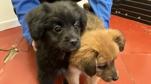 BBC Puppies