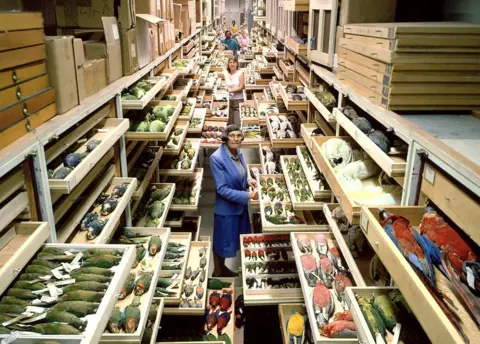 Chip Clark/Smithsonian Bird specimen collection at the Smithsonian Museum of Natural History