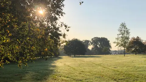 BBC Trees in a park