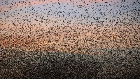 Starling murmuration