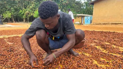 Ange Aboa/Reuters A farmer dries cocoa beans at a village in Daloa, Ivory Coast.